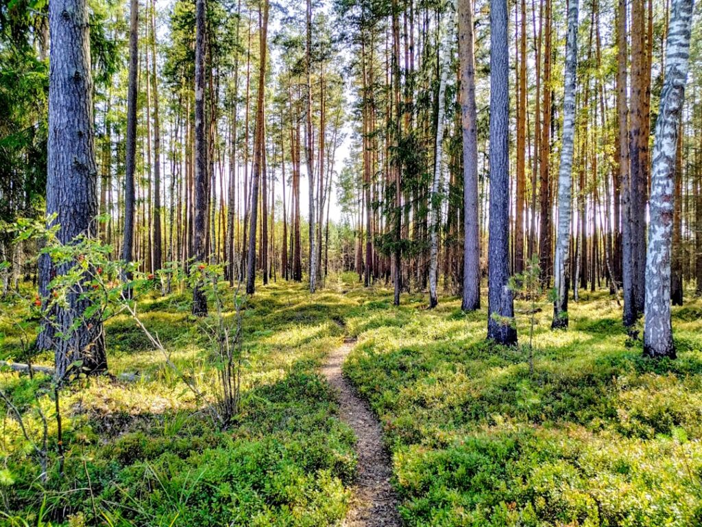 Brynn Woods: A Natural Haven for Outdoor Enthusiasts